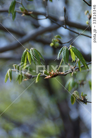 目薬木　メグスリノキ　花言葉は「節制」 33816346