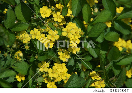 キジムシロとヤブキリの幼虫　花言葉は「陽だまりのお茶席」 33816347