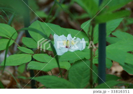 山芍薬 ヤマシャクヤク 花言葉は 恥じらい の写真素材