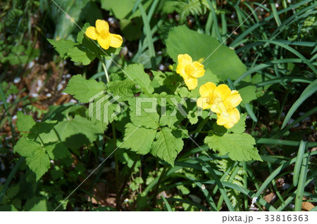 山吹草　ヤマブキソウ　花言葉は「すがすがしい明るさ」 33816363