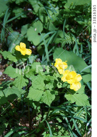 山吹草 ヤマブキソウ 花言葉は「すがすがしい明るさ」 山吹草 ヤマブキソウ 花言葉は「すがすがしい明るさ」 33816365
