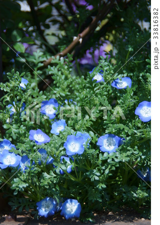 瑠璃唐草　ネモフィラ　花言葉は「どこでも成功」 33816382