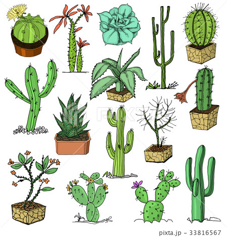 home cactus plants with prickles and nature 33816567