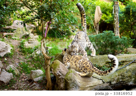 Two beautiful sibling snow leopards playing  33816952