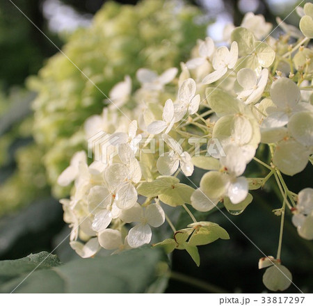 花の便り 33817297