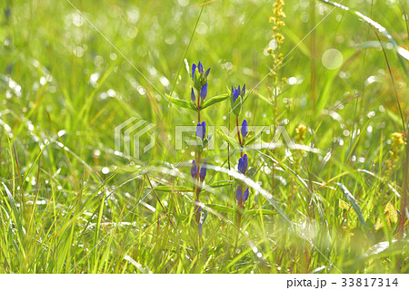 朝日を受けて咲き輝くリンドウ 戦場ヶ原にて 朝日を受けて咲き輝くリンドウ 戦場ヶ原にて 33817314