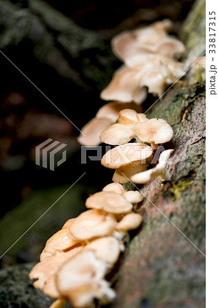 野生のヒラタケ 33817315