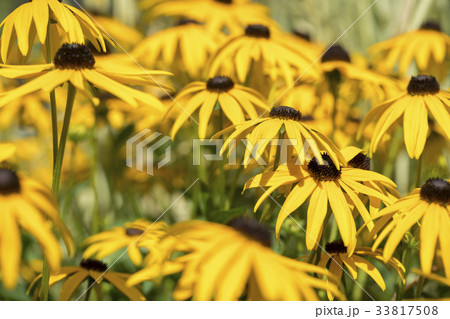 field of orange coneflower for backgrounds 33817508