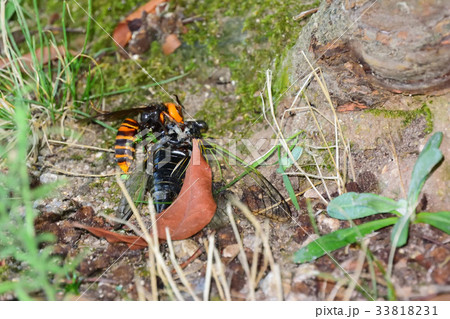 スズメバチの捕食 33818231
