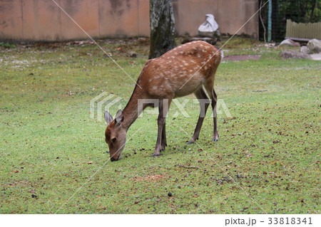 宮島の鹿　おたべー 33818341