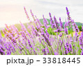 Beautiful purple lavender flowers on Oishi Park 33818445