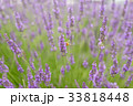 Soft focus of beautiful purple lavender field 33818448