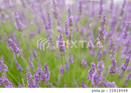 Soft focus of beautiful purple lavender field 33818448