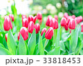 Fresh red tulip flowers in park with green bokeh 33818453