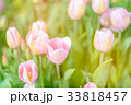 Fresh pink tulip flowers in park 33818457