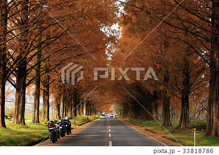 メタセコイア並木 メタセコイア並木 33818786