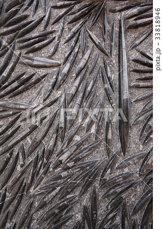 Morocco Black Fossil  Morocco Black Fossil  33818946