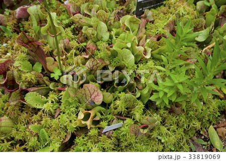 六甲高山植物園のサラセニア・プルプレア・プルプレア 33819069