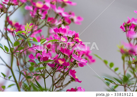 一重咲きのピンクのつる性ミニバラの写真素材