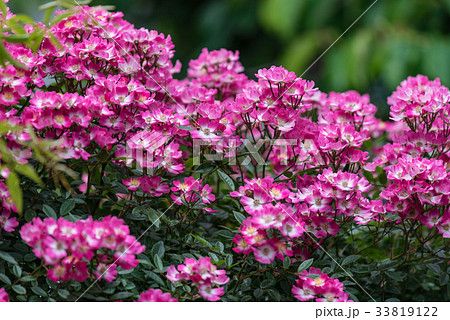 一重咲きのピンクのつる性ミニバラの写真素材