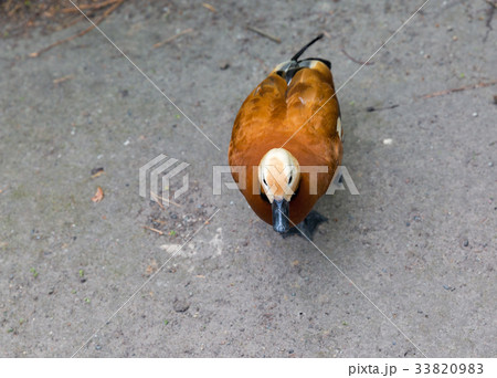 Ruddy shelduck standing outdoor Ruddy shelduck standing outdoor 33820983