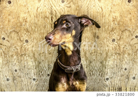 Young brown Doberman sits at the door 33821800