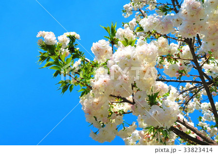 川口五色桜の研究路の八重桜 33823414