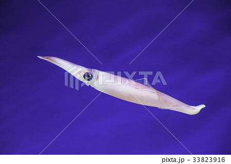 泳ぐアオリイカ  33823916