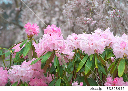 シャクナゲ 33823955