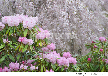 シャクナゲ 33823956