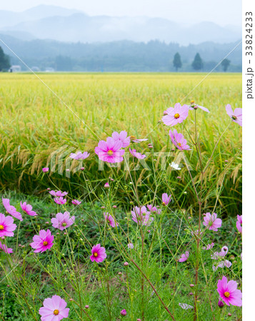コスモスと稲穂 田舎の水田風景 コスモスと稲穂 田舎の水田風景 33824233