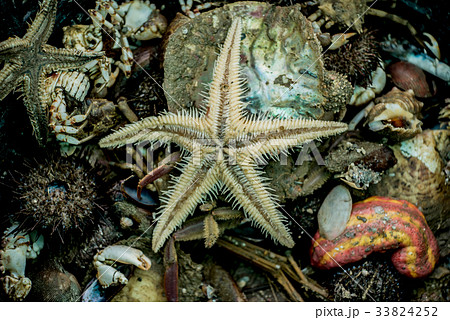 Dead sea animal after they were fished from sea 33824252