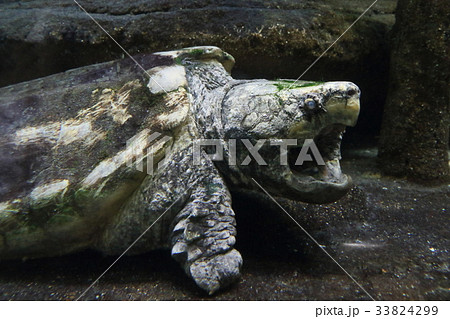 危険生物　ワニガメ 33824299