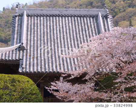 第四番大日寺の山門と桜 第四番大日寺の山門と桜 33824998