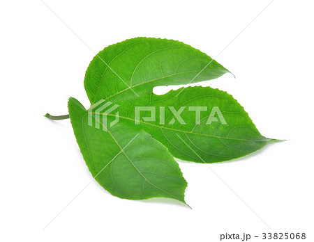green leaf of passion fruit isolated on white  33825068