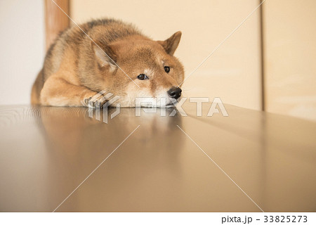 和室の柴犬、カメラ目線 和室の柴犬、カメラ目線 33825273