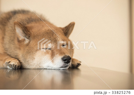 机の上で寝る柴犬の写真素材