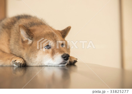 机に伏せる柴犬の写真素材