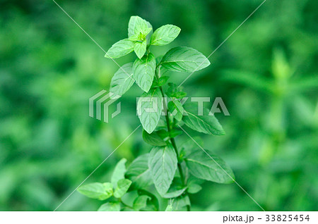 はっか　ミント　ハーブ 33825454