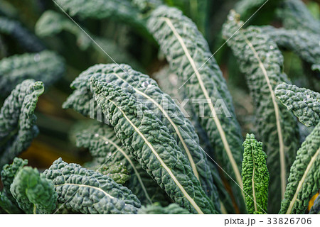 kale in the field 33826706