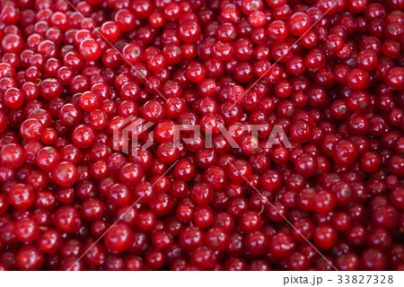 red currant red currant 33827328