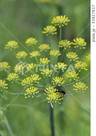 フェンネル　ウイキョウ 33827617