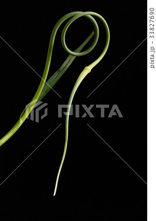 garlic scape 33827690