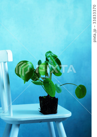 Pilea peperomioides Pilea peperomioides 33833370