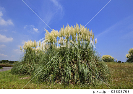 パンパスグラス　 33833763