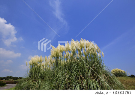 パンパスグラス パンパスグラス 33833765