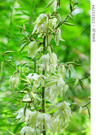 blossoming yucca blossoming yucca 33833794