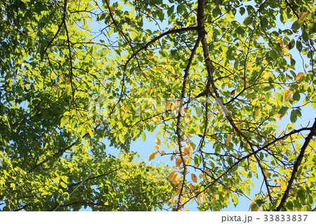 初秋の公園　サクラ黄葉 33833837