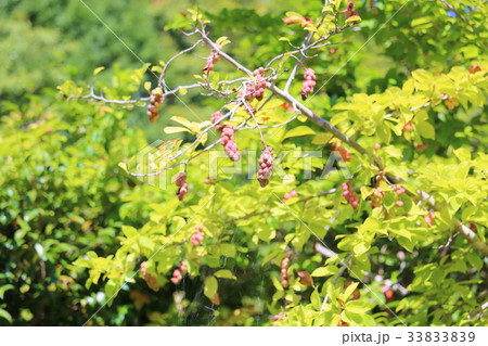 コブシの実 33833839