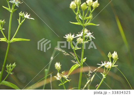 アケボノソウ　戦場ヶ原にて 33834325